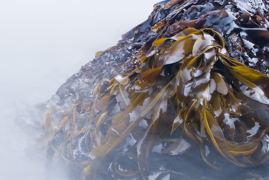 Kelp in Motion