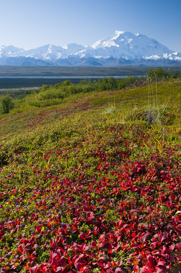 Fall Foilage and Mount McKinley
