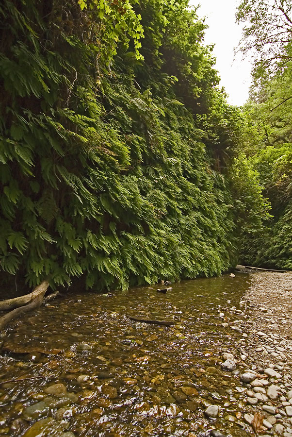 Fern Canyon