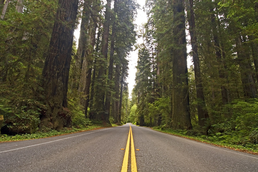 The Road Through the Redwoods